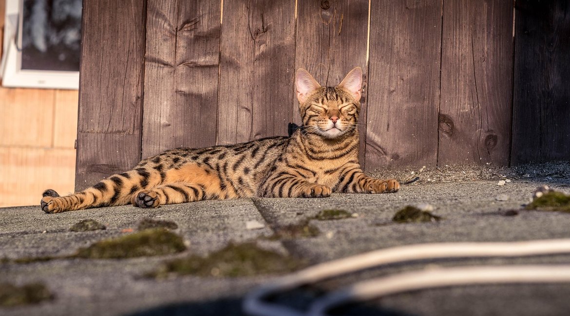 Bengal Cat Companion