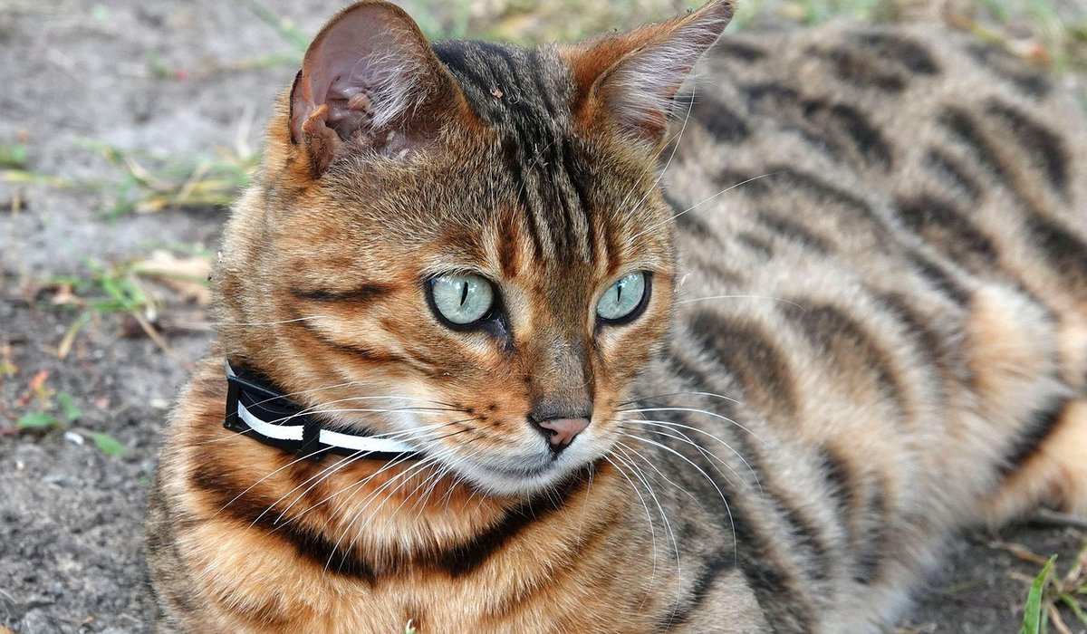 Bengal Cat Companion