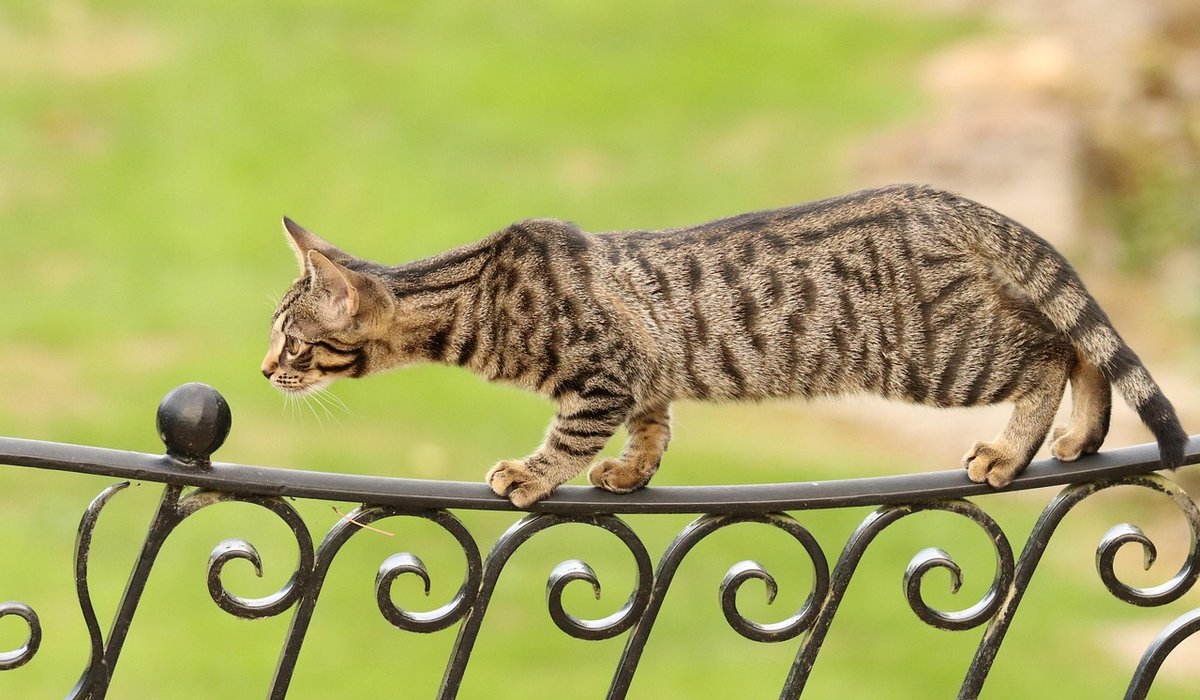Bengal Cat Companion